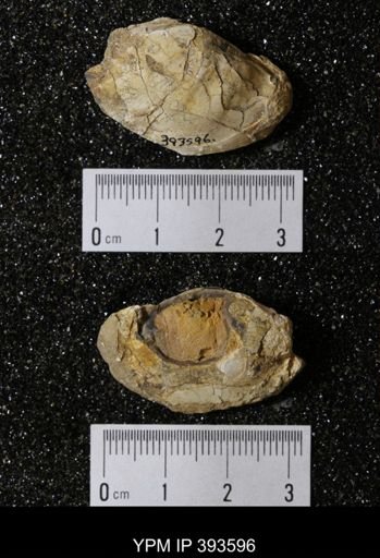 Ostrea glabra
