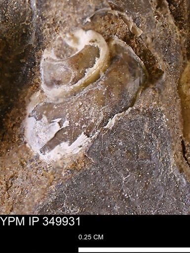 undet. Gastropoda