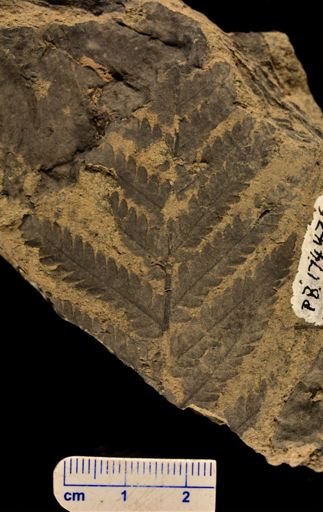 Cladophlebis methowensis