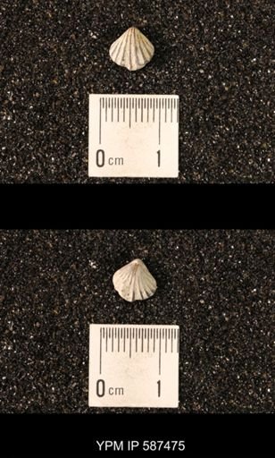 Camarotoechia whitei