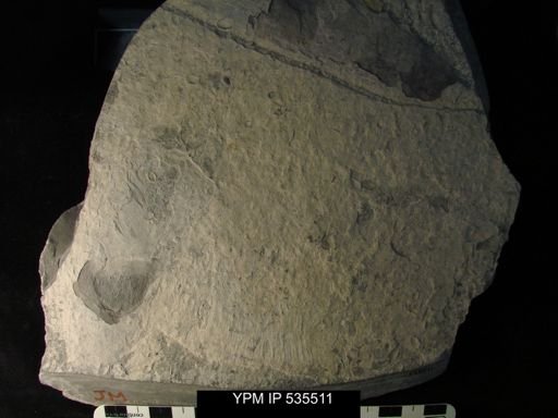 undet. Ostracoda