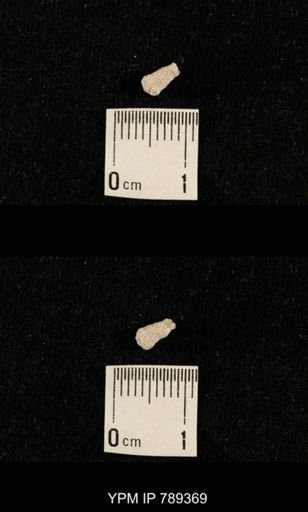 undet. Bryozoa