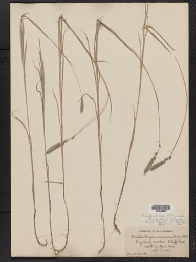 Muhlenbergia glomerata