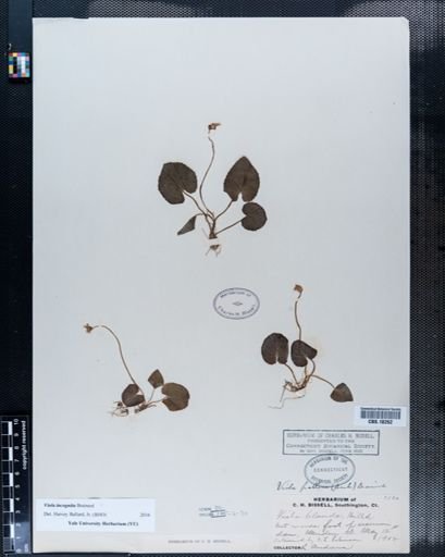 Viola pallens