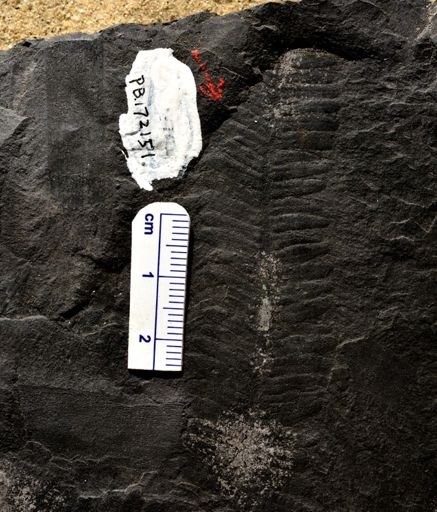 Pecopteris sp.