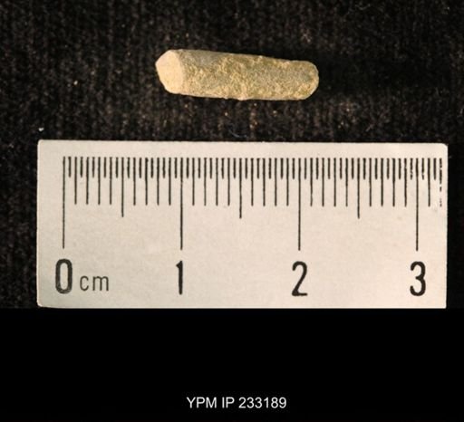 Archaeocidaris sp.