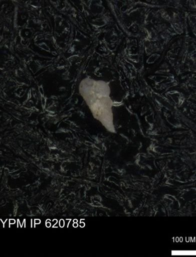 undet. Heterohelicidae