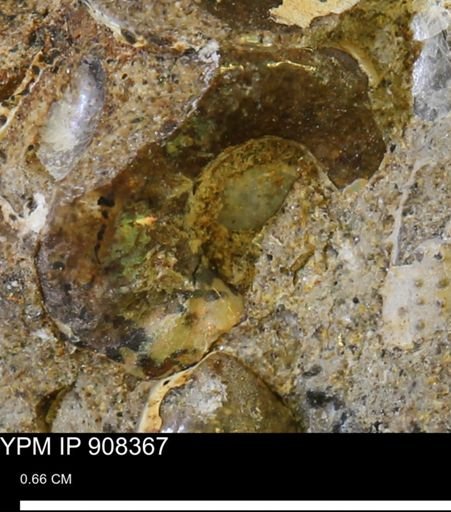 undet. Ammonoidea