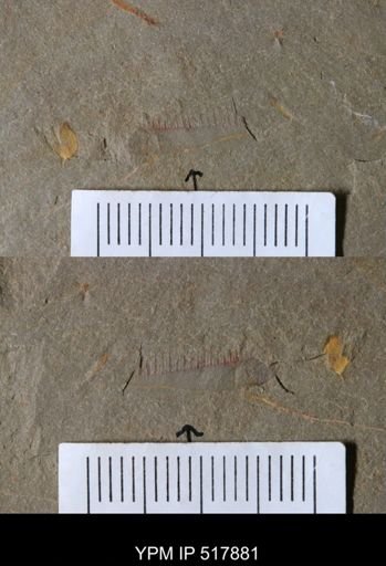 Pseudoangustidontus duplospineus