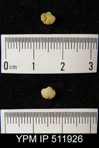 Howellella sp.