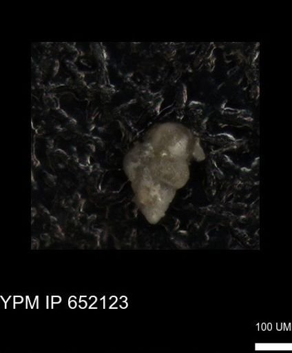 undet. Heterohelicidae