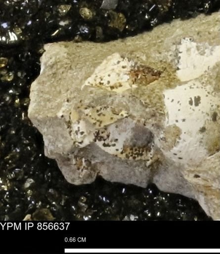 undet. Mollusca