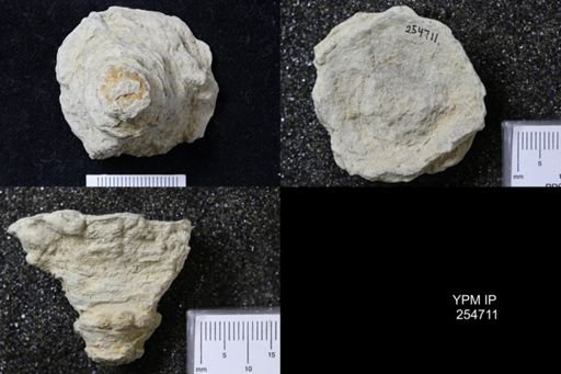 Crinoidea?