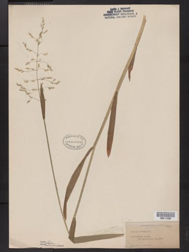 Milium effusum