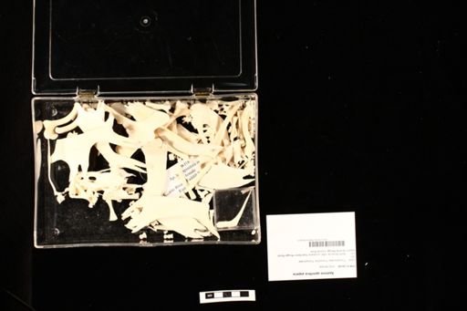 Apalone spinifera aspera