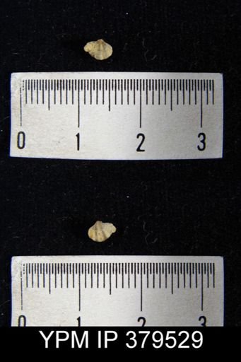 Spirifer crispus