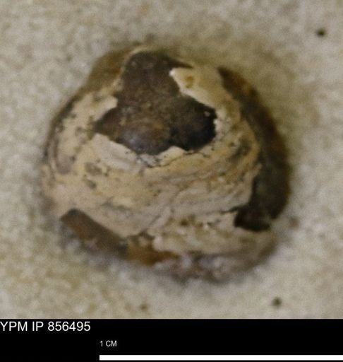 Limopsis striatopunctatus
