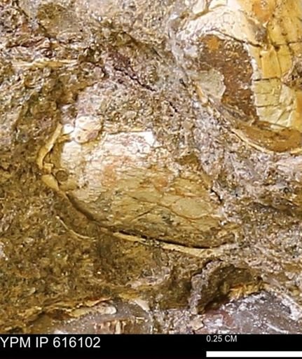 undet. Bivalvia