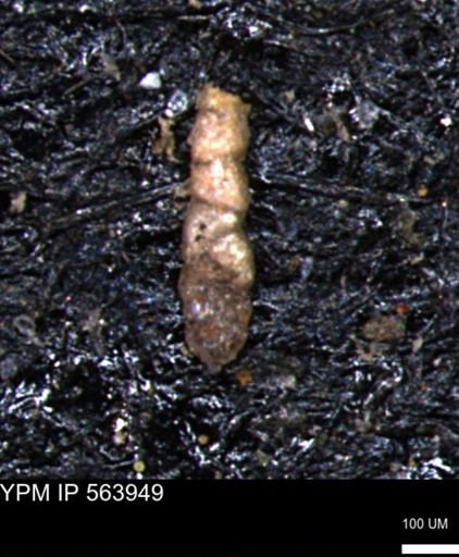Ammobaculoides phaulus