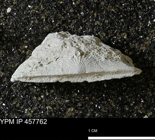 Strophodonta sp.