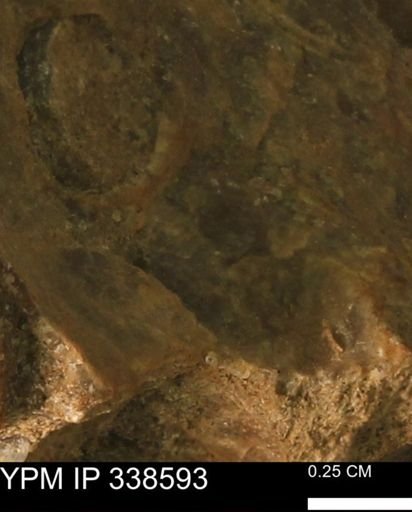 undet. Mollusca