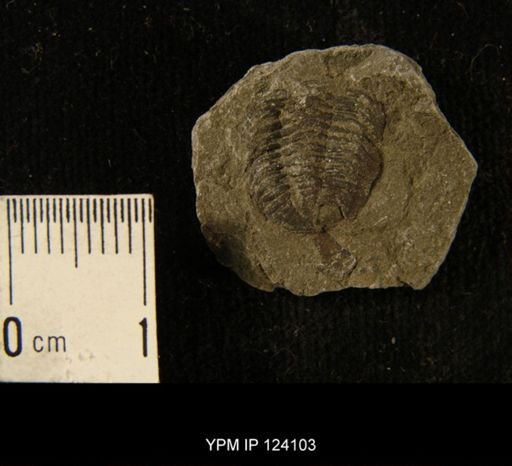 Phacops rana