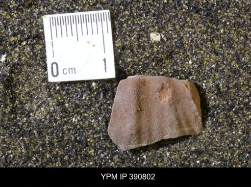 undet. Scaphitidae