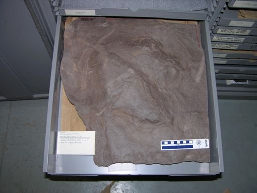 Eubrontes giganteus