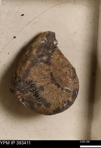 Scaphites sp.