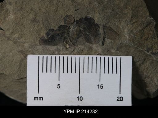 Mixopterus multispinosus