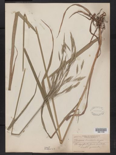 Bromus inermis