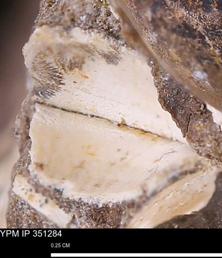 Limopsis striatopunctatus