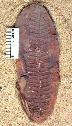 Pecopteris