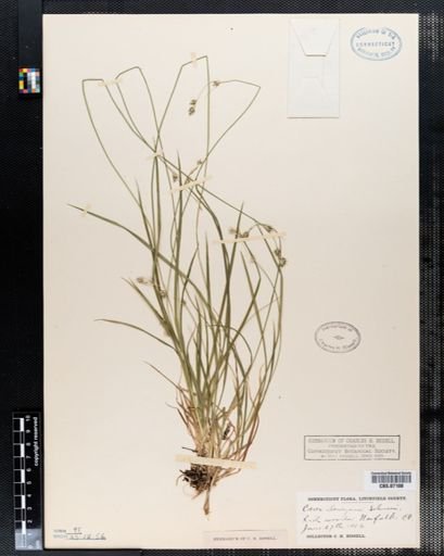 Carex deweyana