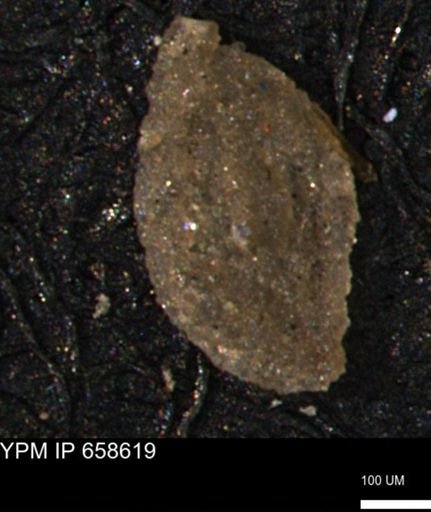 Miliammina manitobensis