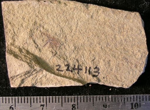 Stephanoura belgica