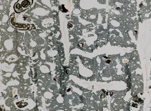 Aiolochroia crassa