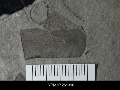 undet. Eurypterida