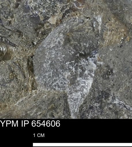 Oxytoma (Hypoxytoma) sp.