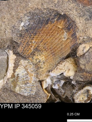 Parallelodon?