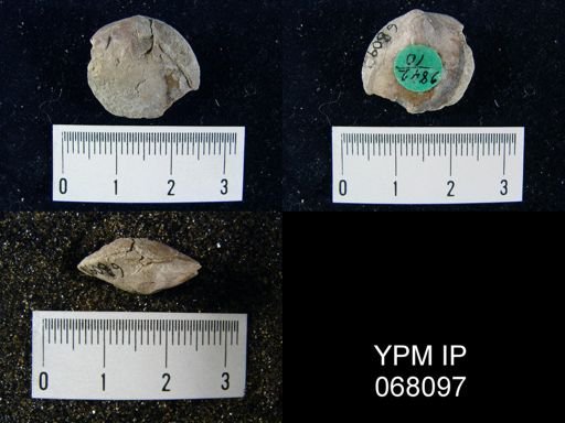 Rhipidomella oblata