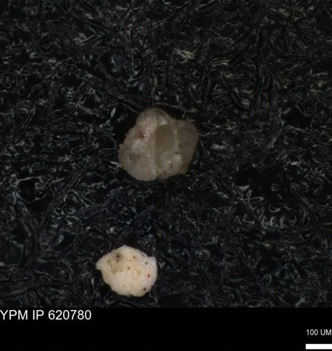 undet. Foraminiferida