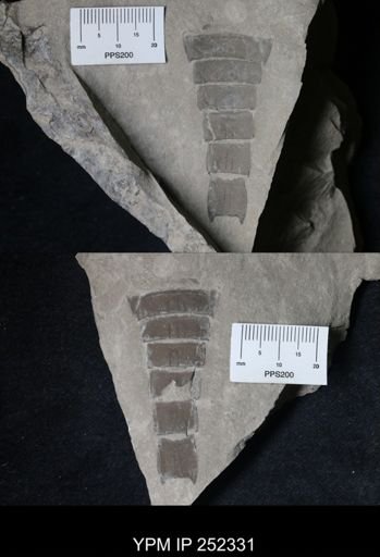 undet. Eurypterida
