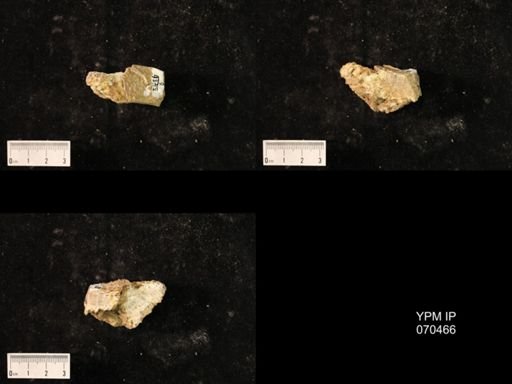 Favosites brownsportensis