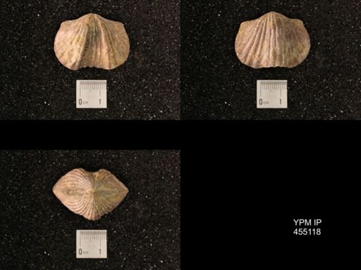 Platystrophia ponderosa var.