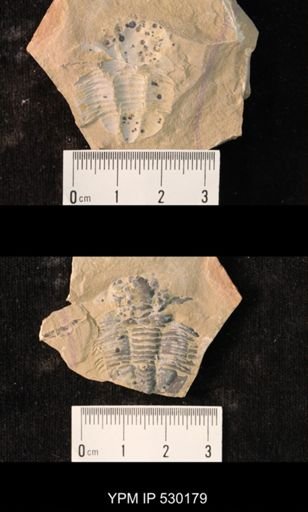 Elrathia kingi