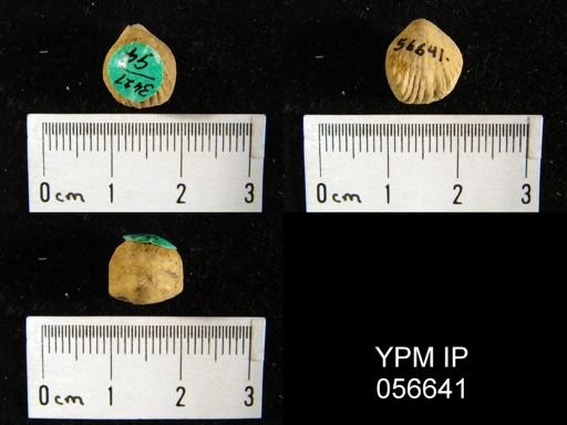 Uncinulus sp.