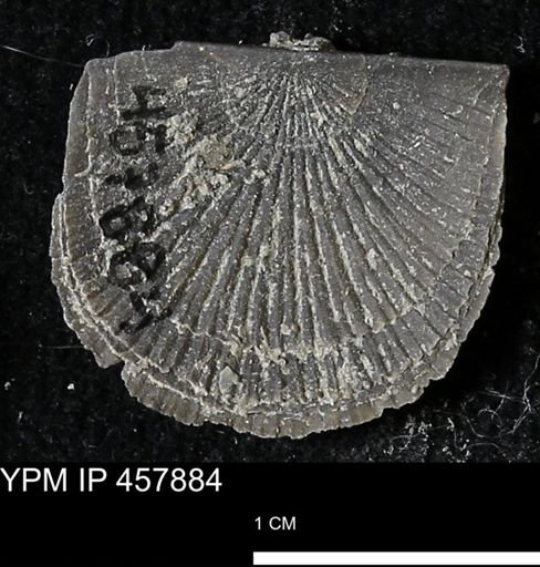 Strophodonta sp.