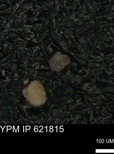 undet. Foraminiferida