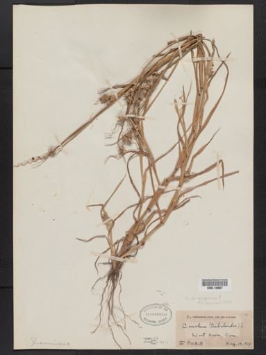Cenchrus longispinus